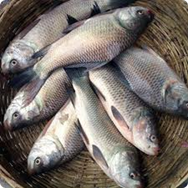 Fish